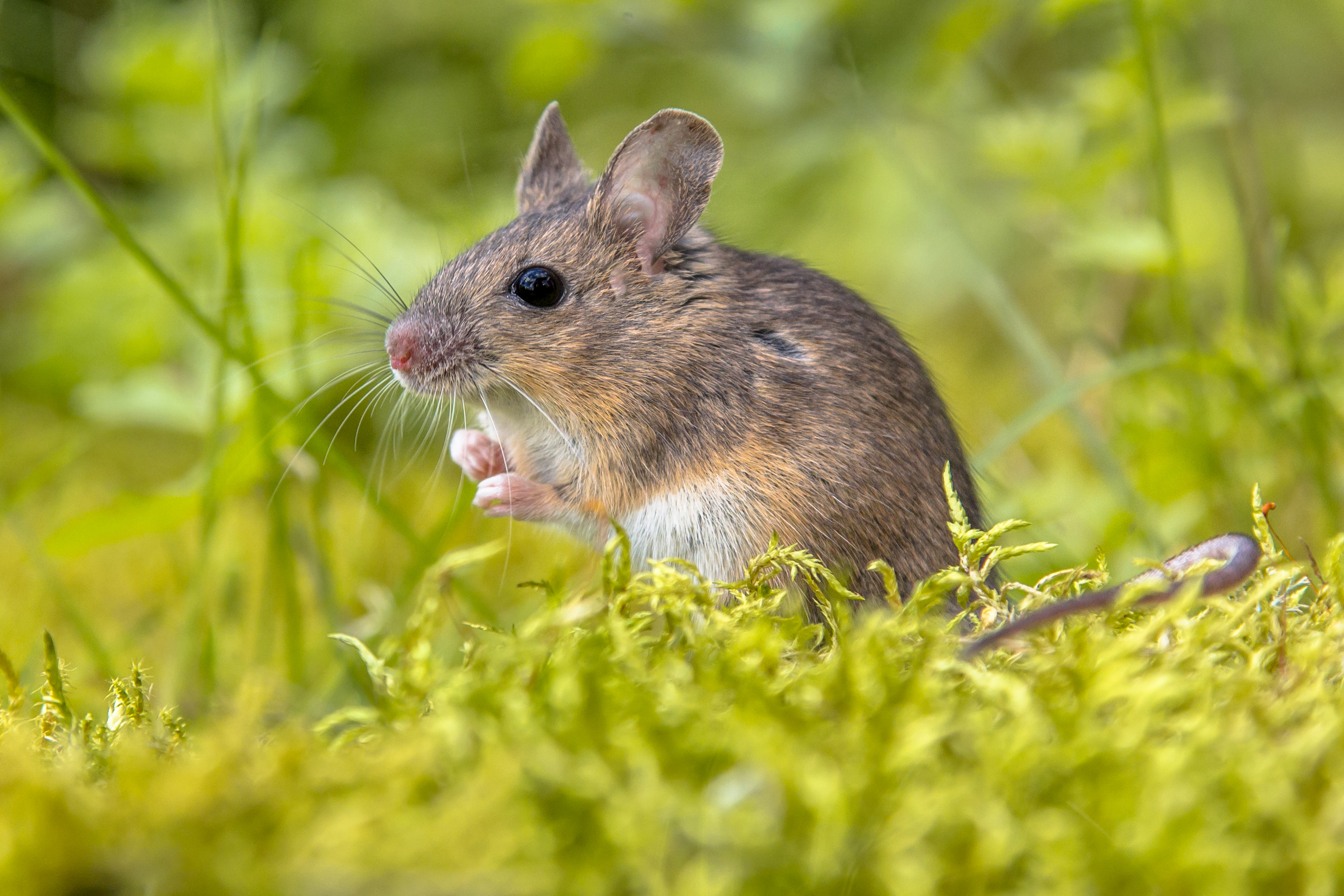 Where Do Mice Live In The Winter At Nicole Bentley Blog Where Do Mice Live In The Winter At Nicole Bentley Blog