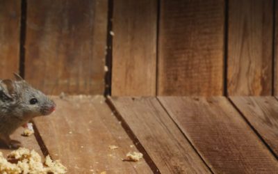 Why Disinfection is Important After Mice Extermination