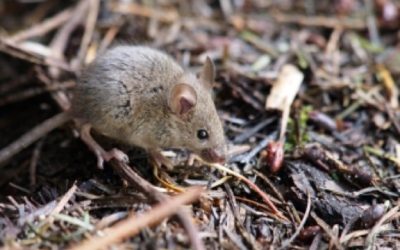 Why Do Rodents Gnaw So Much?