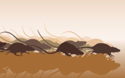 A Homeowner’s Guide to Handling a Rodent Infestation