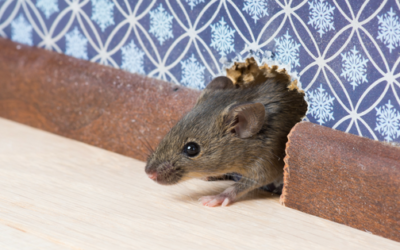 A Closer Look at Mouse Proofing a Home