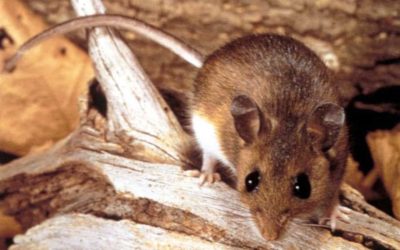 If Mice Are Not Bothering Us, Can They Stay?