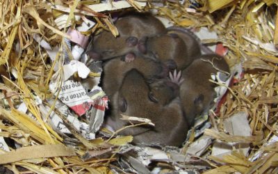 A Look at Where Mice Build their Nests