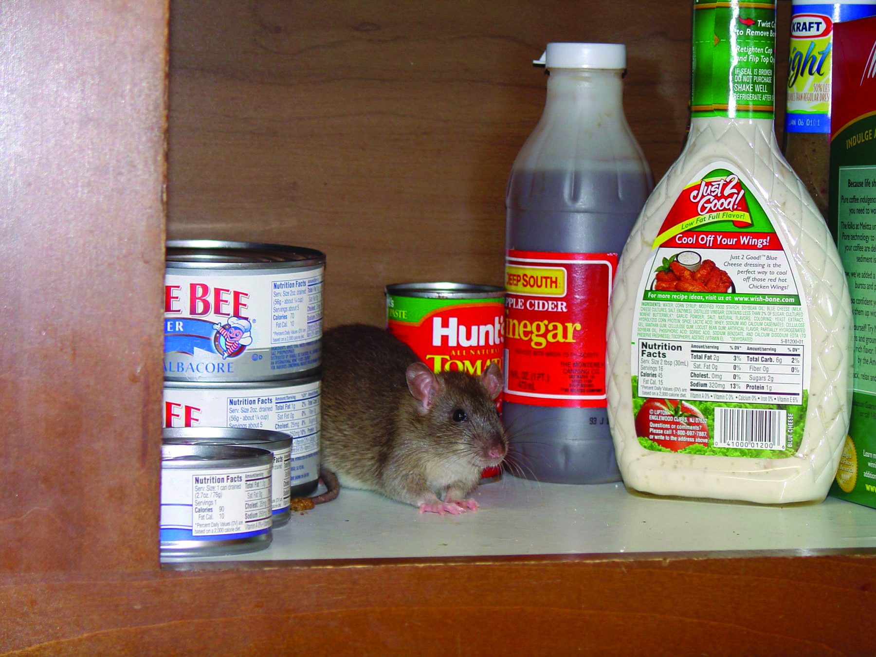 Examining_the_Health_Risks_of_a_Mice_Infestation Mice Mob Exterminators