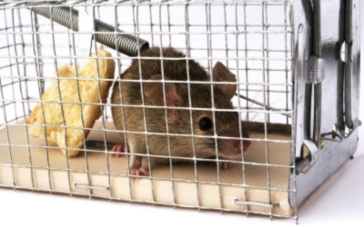 Getting to Know Some Mouse Extermination Techniques