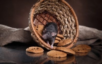 Identifying the Ways that Rodents Can Damage a Home