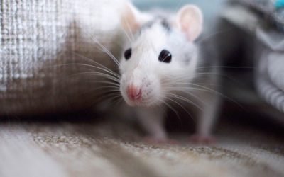 Spotlight on Mouse Pest Control