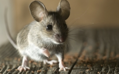Mouse Control 101