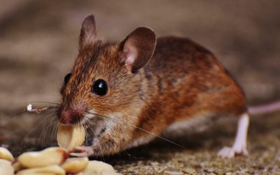 Rodents and Your Health