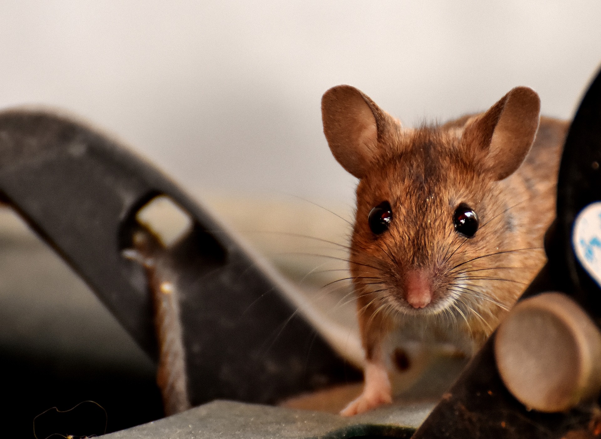 Маленькие живые мышки. Желтогорлая мышь. Мышк. Красивый мышонок. Красивая мышь.
