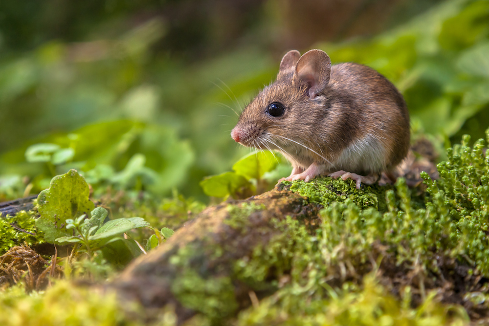 Spotlight On Disinfection Services Mice Mob Exterminators Spotlight On Disinfection Services Mice Mob Exterminators