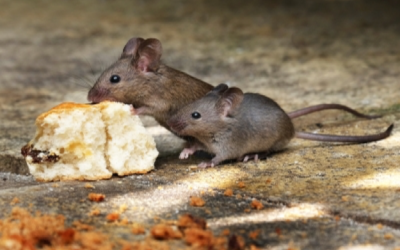 What Mice Feed on Inside Your Home