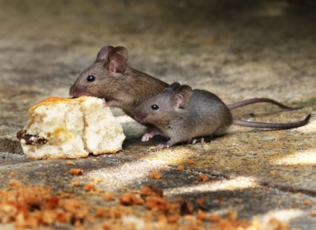 what mice feed on inside your home - mice mob exterminators