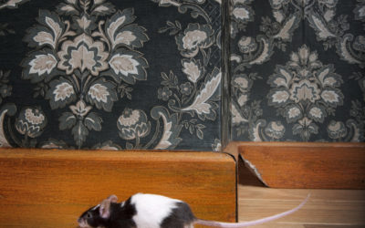 Mice and Children