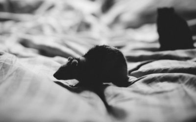 Mice Love These Places in Your Home