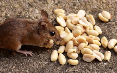 The Health and Safety Dangers of Rodents