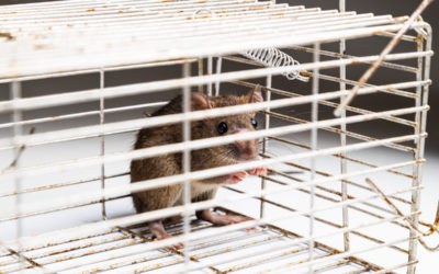Tips for Mouse Proofing Your House