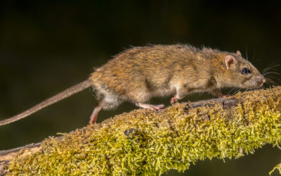 What Are the Most Common Types of Rodents?