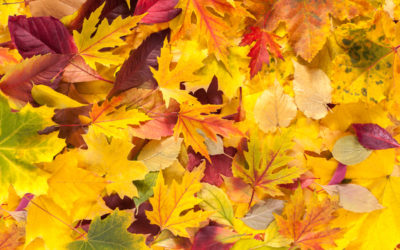 Keeping Rodents Away This Autumn