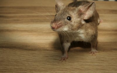 What are the Signs of Mice?