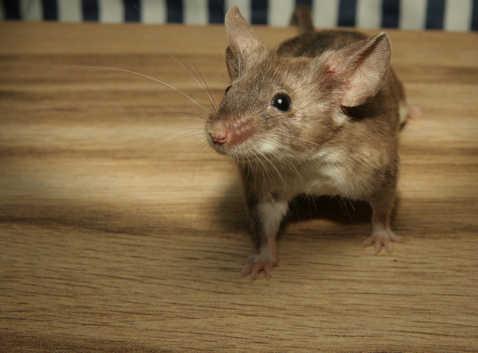 What are the Signs of Mice? Mice Mob Exterminators What are the Signs of Mice? Mice Mob Exterminators