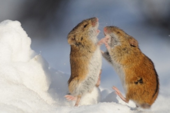 How to Keep Mice Away This Winter Without Hurting Them – Mother Earth News