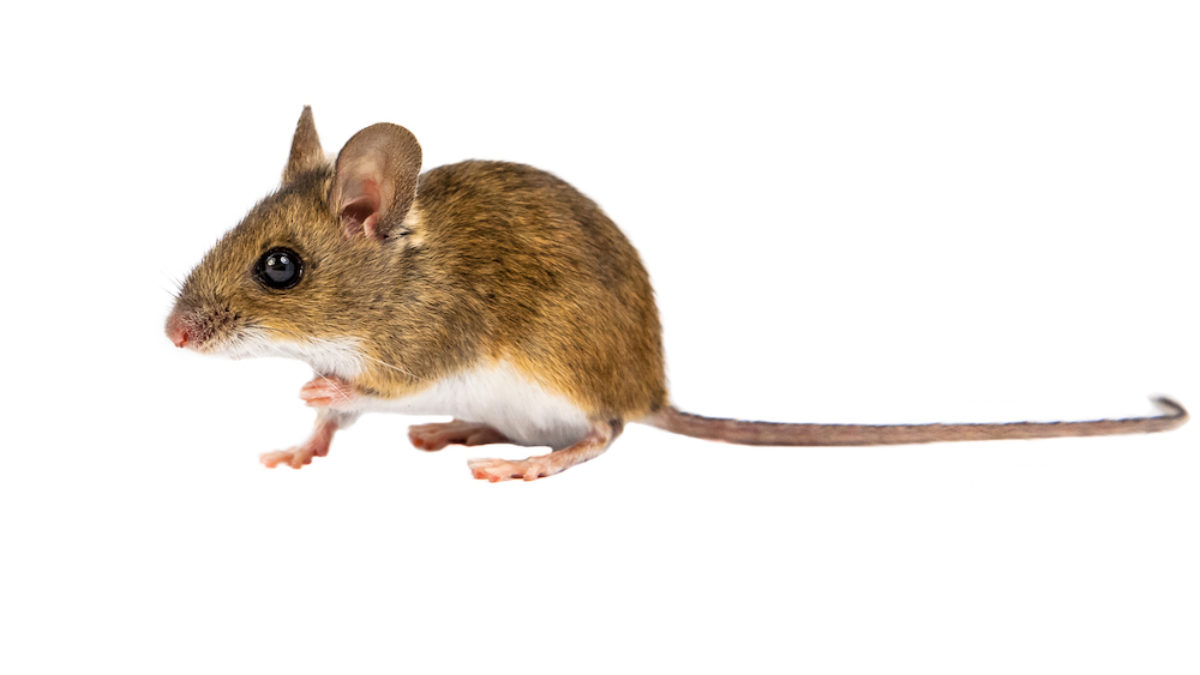 keeping wild mice as pets