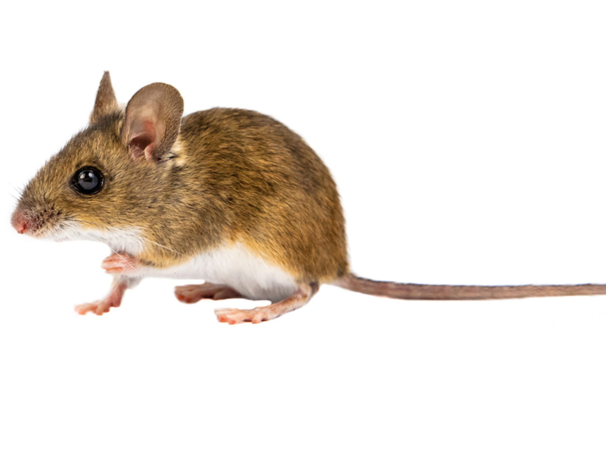 wild mouse as pet