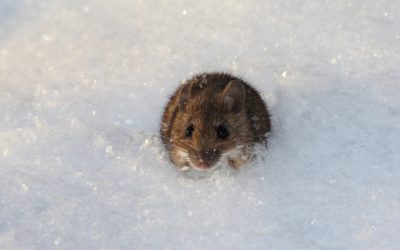 Do Mice Hibernate?