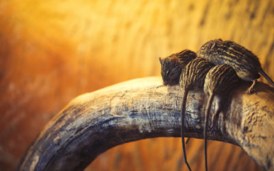 How Mice Enter a Home