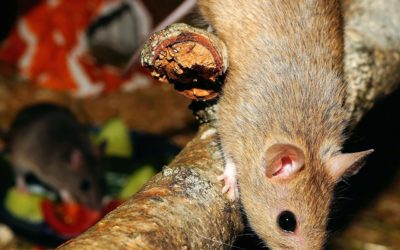 Removing a Mice Problem
