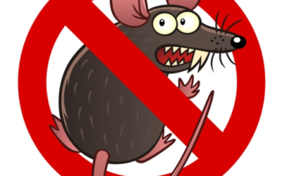 Questions to Ask Your Mouse Exterminator
