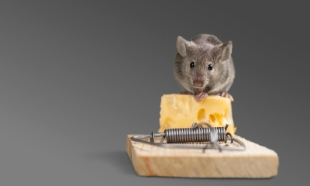 Most Common Signs of Mice