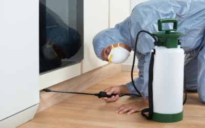 Questions to Ask Your Exterminator