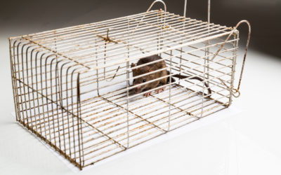 The Cost of Skipping an Exterminator