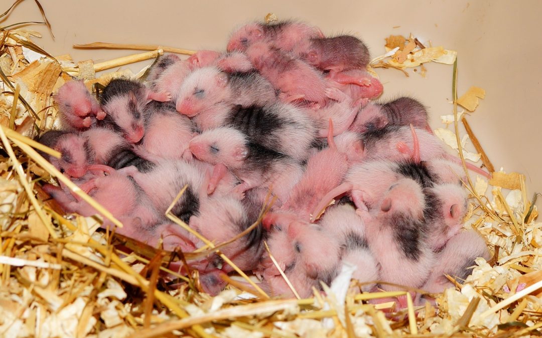 Materials Mice Use for Nests