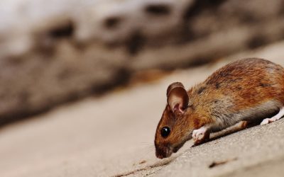 Prevent Rodent Infestation