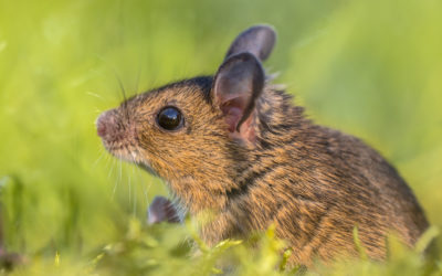 Finding Mice Where They Nest
