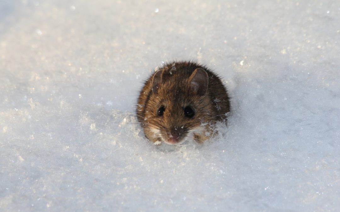 Keeping Your Home Mouse-Free This Winter