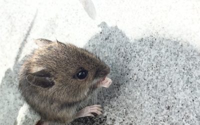 Vulnerable Structural Spots for Mouse Entry