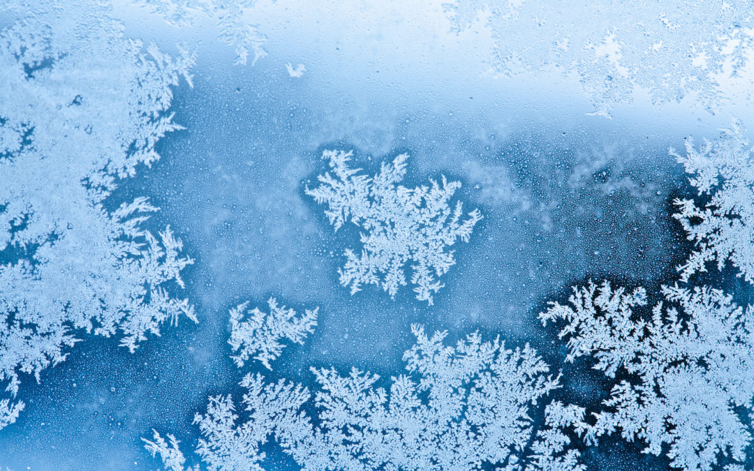 Mice Behavior During the Winter Months
