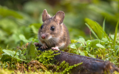What Mice Don’t Like