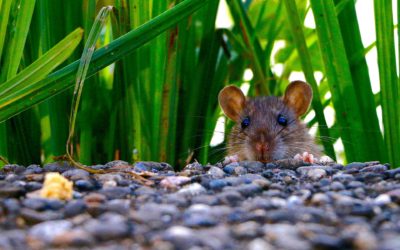 The Steps of Getting Rid of Mice