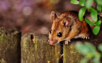 How Mice Can Enter a Home