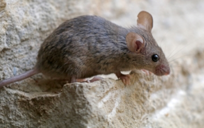 Answering Common Questions about Mouse Infestations