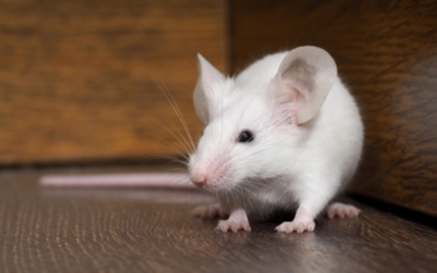 House Mouse Behavior 101
