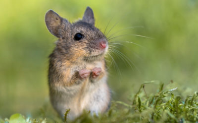 How Clever Are Mice?