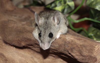 Get to Know the House Mouse
