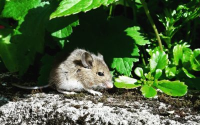 Questions to Ask Your Exterminator Before You Hire Them