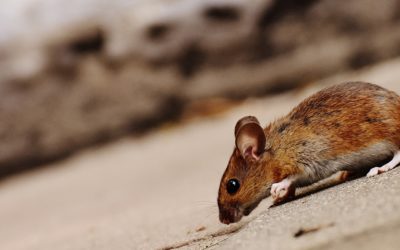 Identifying Mice Species Found in Illinois